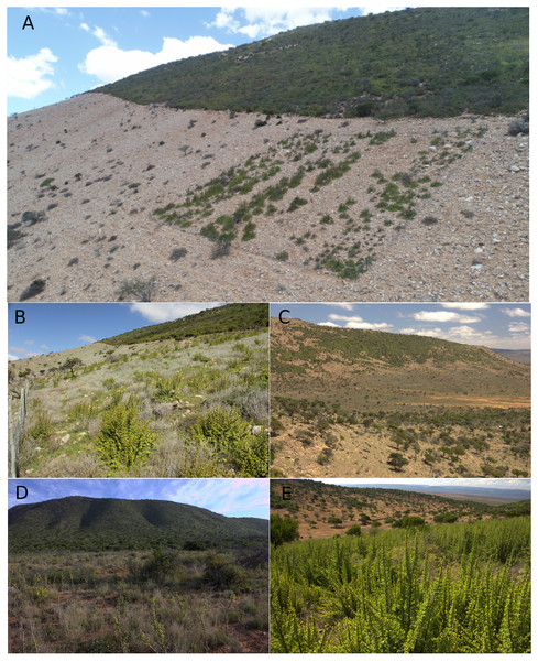Different cover states of spekboom thicket (intact, degraded, restored) as well as adjacent, karroid vegetation.