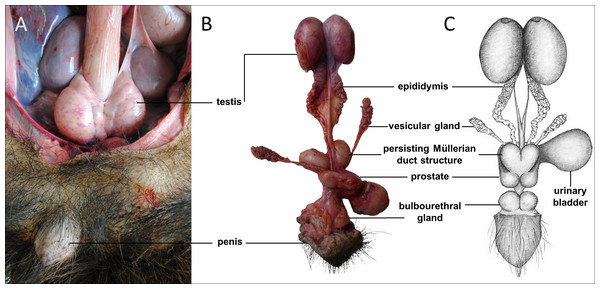 Macroscopic aspects of the genital organs of the adult male giant anteater.