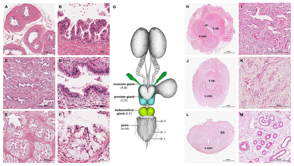 Macroscopic and microscopic aspects of the accessory sexual glands and the penis in the adult and young male giant anteater.
