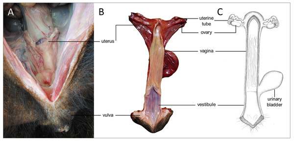 Macroscopic aspects of the genital organs of the adult female giant anteater.
