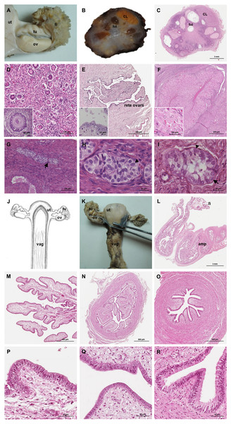 Macroscopic and microscopic aspects of the ovary and uterine tube of the adult female giant anteater.