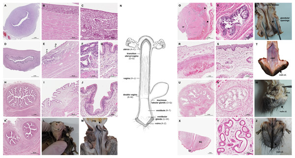 Macroscopic and microscopic aspects of the uterus, vagina, vaginal vestibule and glandular structures in the caudal genital organs of the adult and young female giant anteater.
