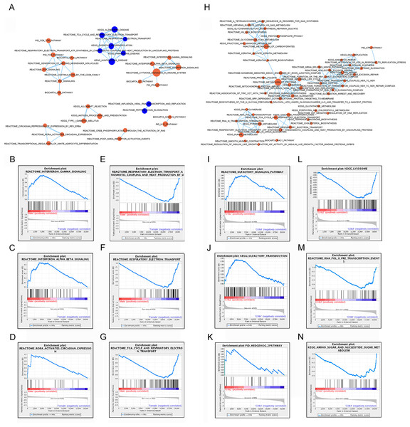 Gene set enrichment analyzes between subtypes by gender and subtypes by lncRNAs.
