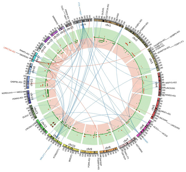 FiIntegrated circos association map of signature lncRNAs, co-expressed protein-coding genes and copy number.