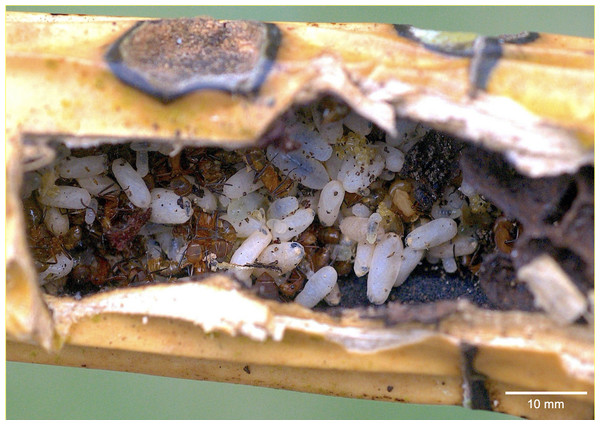 A Camponotus rectangularis nest established in a decaying pseudobulb of the orchid Myrmecophila tibicinis.