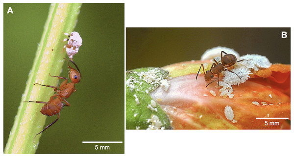 Camponotus rectangularis workers collecting honeydew.
