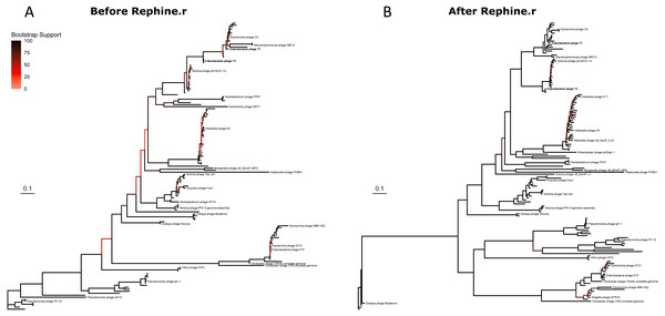 Studiervirinae phylogeny before (A) and after (B) using Rephine.r to correct the SCG.