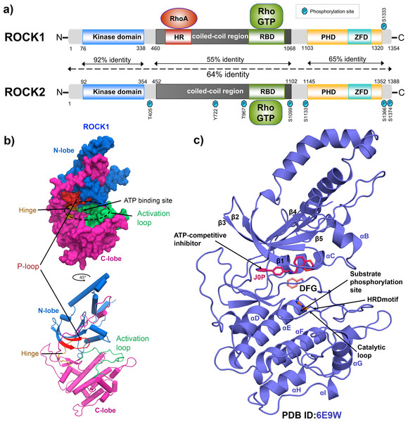 Domain maps and X-ray structure of human ROCK1 protein.