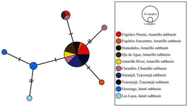 Haplotype network of mt-nd2 for all sampled populations of T. hildebrandi.