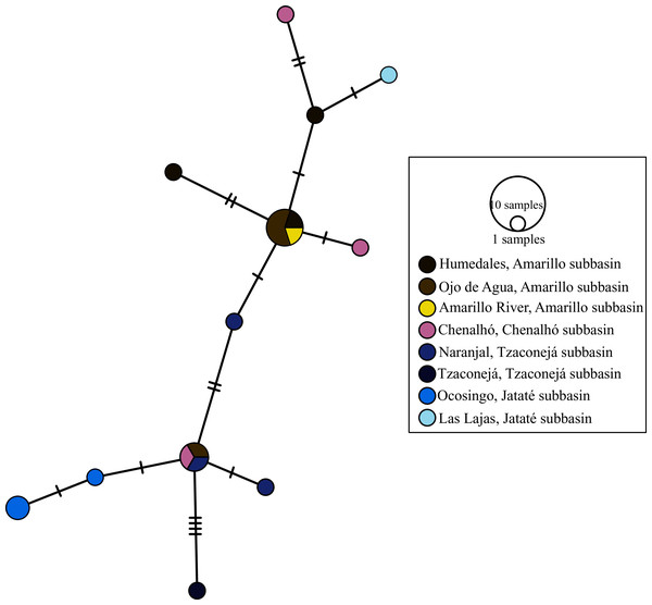 Haplotype network of mt-atp8&6 for all sampled populations of T. hildebrandi.