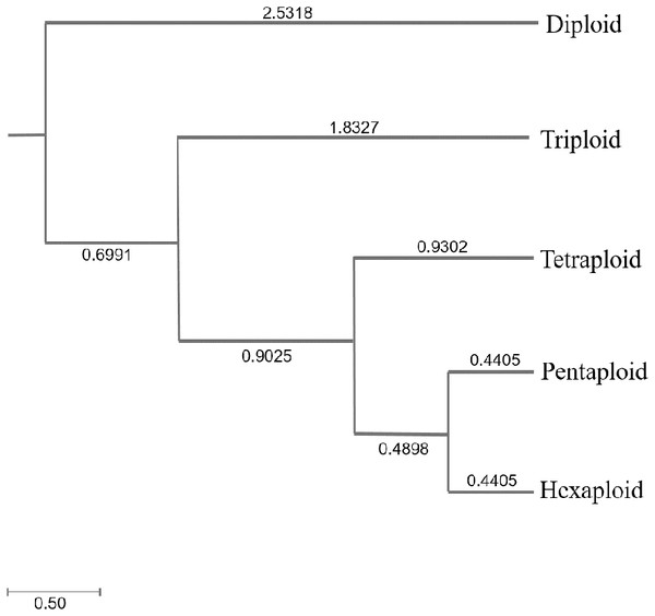 The UPGMA (unweight pair-group method with arithmetic means) dendrogram of bermudagrass groups with different ploidy level.