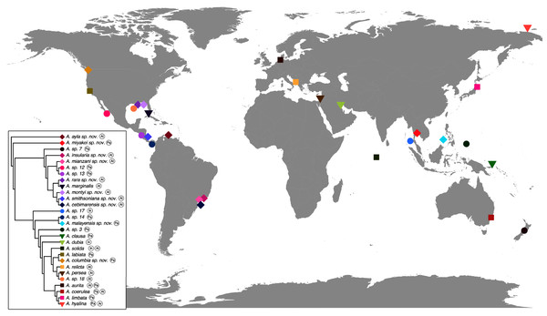 Sampling or type localities for Aurelia species treated herein.