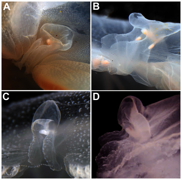 Comparison of rhopalium morphology observed in some Aurelia medusae.