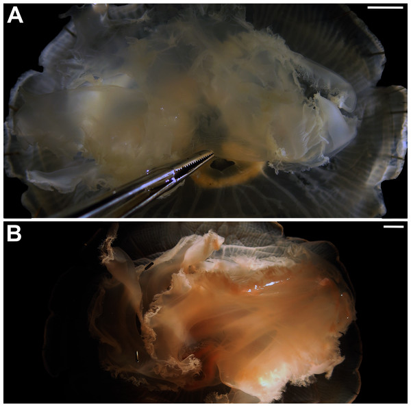 Comparison of manubrium morphology observed in two Aurelia medusae.