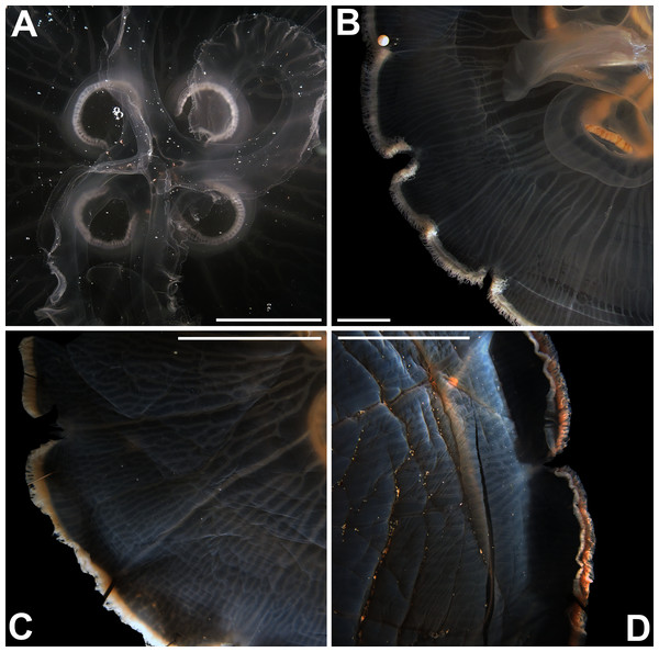 Aurelia from the aquarium at Discovery Place, USA (DP3-4) (A), Brazil (LAB08) (B), the Arctic (USNM 44243-2) (C) and northwestern Canada (USNM 92913-1) (D) (some of these are highlighted in Figs. 3–4, S1–S2).