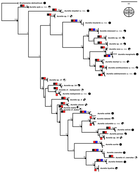 Concatenated phylogenetic analysis, indicating relationships between 28 Aurelia species hypotheses.