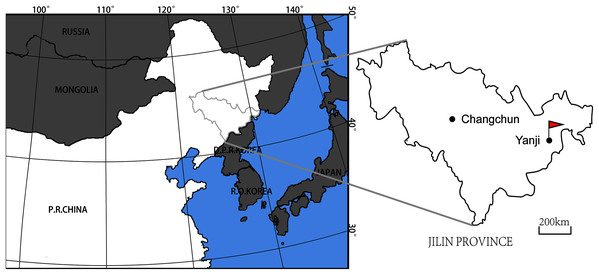 Map showing the locality of YJDM 00008 & YJDM 00006 (red flag) in Jilin Province, China.