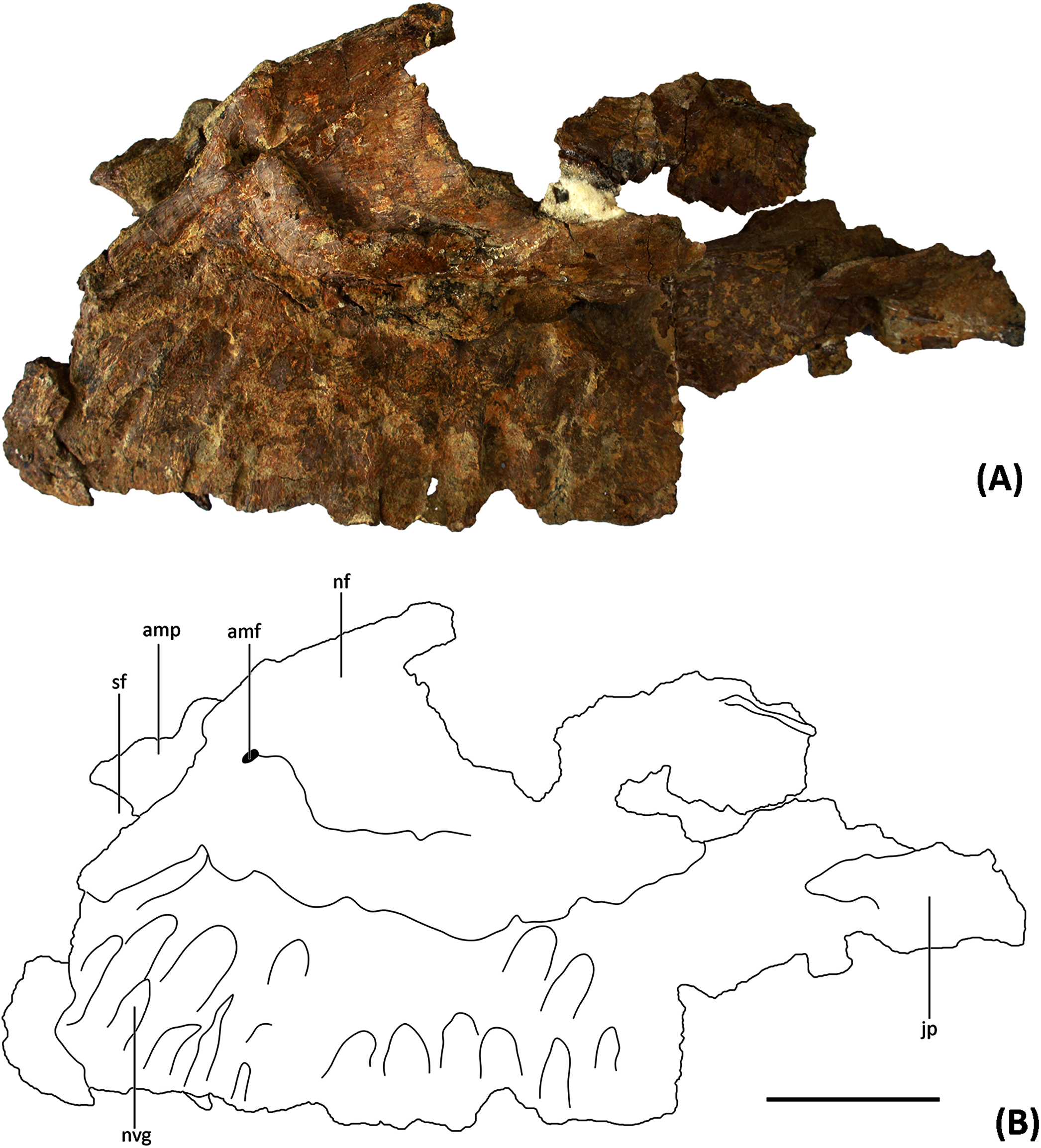 A possible brachiosaurid (Dinosauria, Sauropoda) from the mid