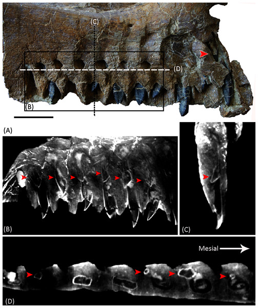 Photograph and CT slices of the dentition of YJDM 00008 in lingual view (A, B), posterior view (C), and ventral view (D).