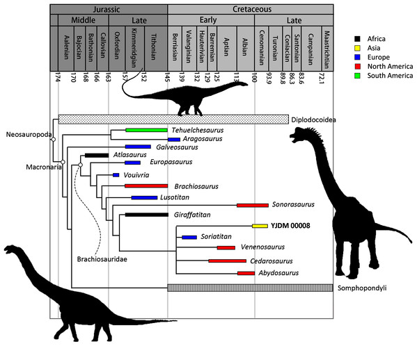 Time-calibrated strict consensus tree resulting from the maxilla-only extended implied weights analysis demonstrating the relationships among neosauropods and the phylogenetic position of YJDM 00008.