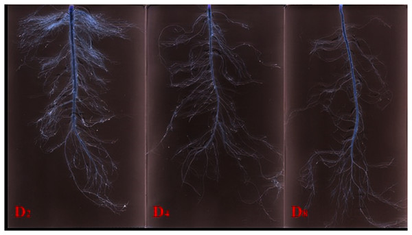 Scanning image of root system under three simulated rainfall events.