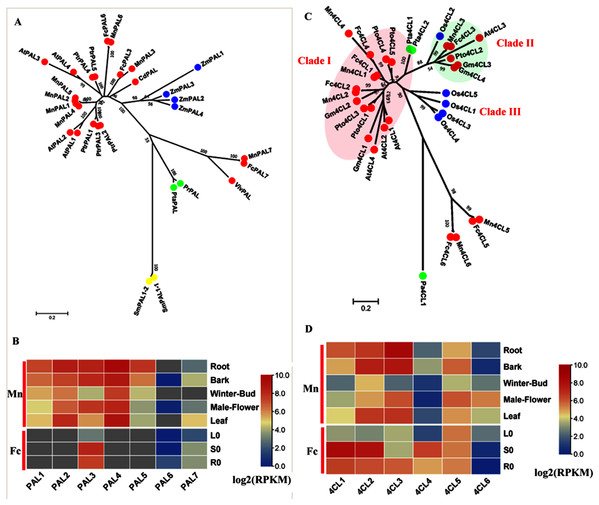 Phylogenetic analysis and expression profile of PAL and 4CL gene family in mulberry.