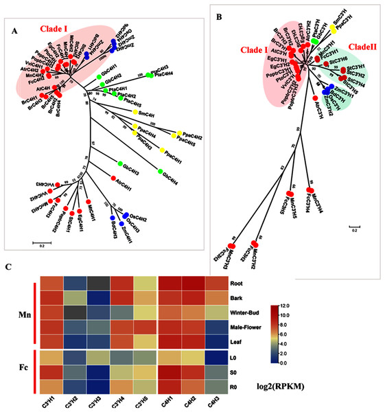 Phylogenetic analysis and expression profile of C3′H and C4H gene families in mulberry.