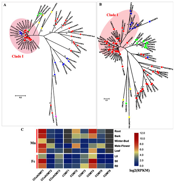 Phylogenetic analysis and expression profile of CCoAOMT and COMT gene families in mulberry.
