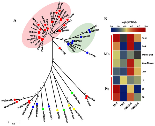 Phylogenetic analysis and expression profile of F5H gene family in mulberry.