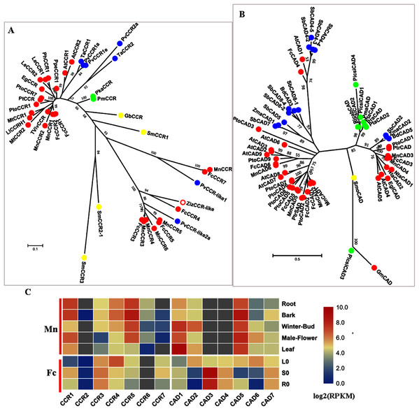 Phylogenetic analysis and expression profile of CCR and CAD gene families in mulberry.