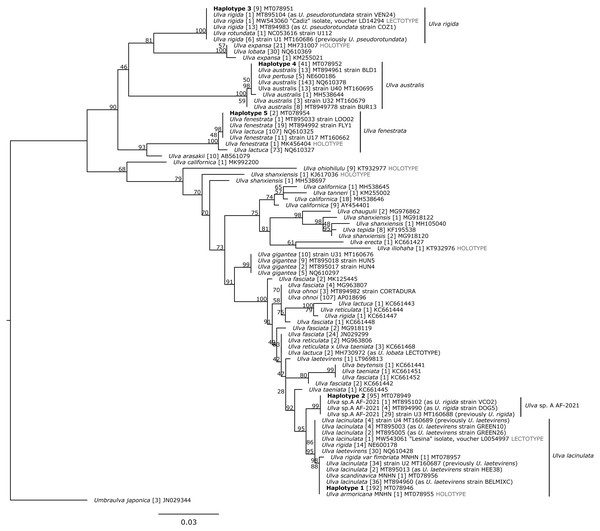 Maximum Likelihood (ML) phylogeny based on 500 bp of the tufA chloroplastic gene.