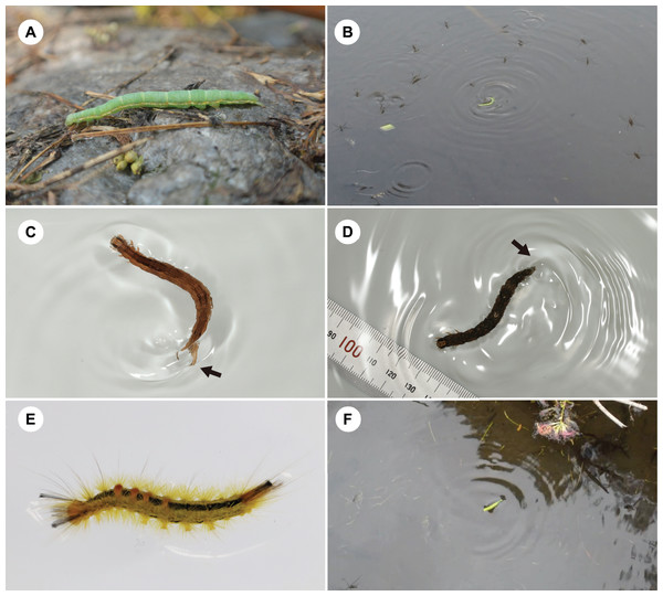 Behaviour of terrestrial caterpillars on the water surface.