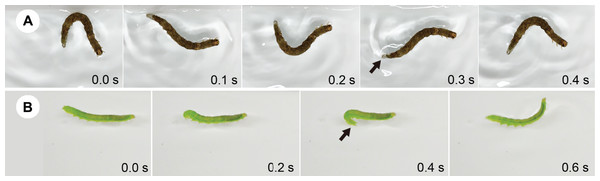 A total of two types of caterpillar behaviour on the water surface.