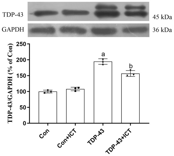 Influence of ICT treatment on TDP-43 expression in the control group compared with the TDP-43 group.