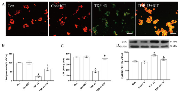 Effects of ICT on the MMP, ATP content and CytC expression in TDP-43-transfected SH-SY5Y cells.