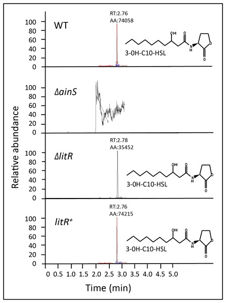 3OHC10-HSL screening in wild type, ΔainS, ΔlitR and litR+.
