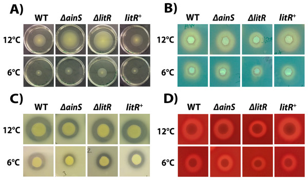 Motility, siderophore- and protease production, and hemolytic activity in A. wodanis, ΔainS,ΔlitR and litR+ mutants at 6 °C and 12 °C.