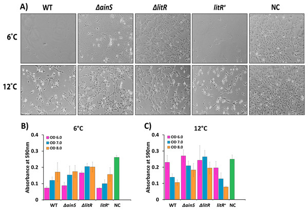 Cytopathogenic effect (CPE) in CHSE cells inoculated with supernatants of wild type A. wodanis, ΔainS, ΔlitR mutants and litR+ harvested at 6 and 12 °C.