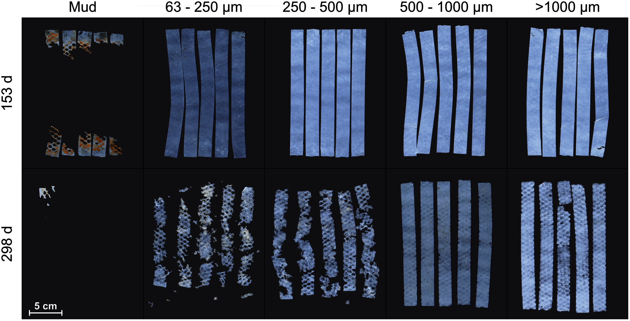 Disintegration half-life of biodegradable plastic films on different marine  beach sediments [PeerJ]