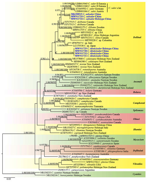 ML phylogram inferred from nrDNA ITS sequence data.
