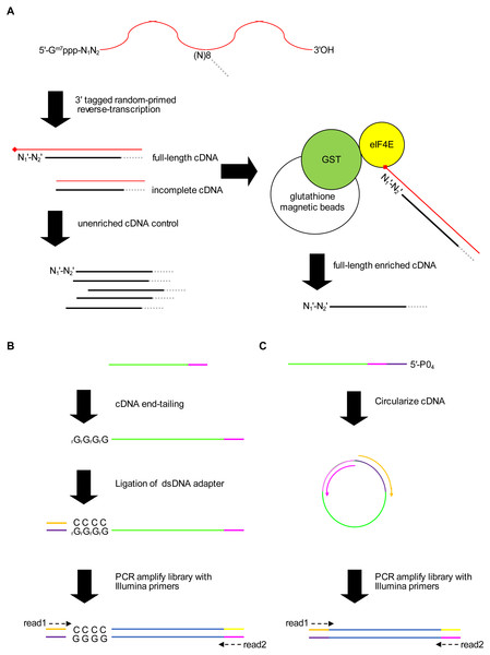 Schematic of the 5′ cap enrichment transcriptomic method.