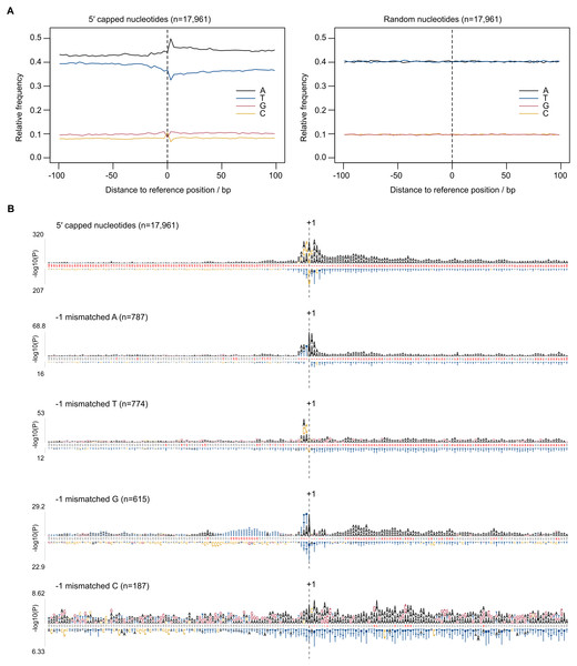 Sequence patterns in the vicinity of 5′ capped nucleotides.