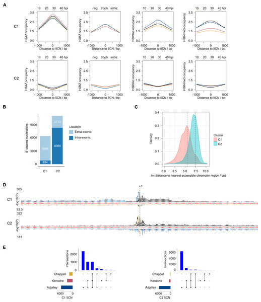 Clustering of Plasmodium falciparum 5′ capped nucleotides by genomic features.