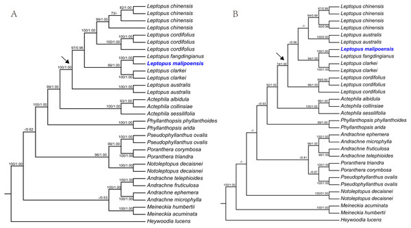 Maximum likelihood (ML) trees of Leptopus based on analysis of matK (A) and nrITS (B).