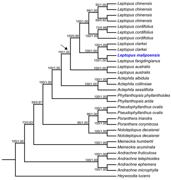 Maximum likelihood (ML) tree of Leptopus and its relatives inferred from the combined data set (including nrITS and matK).