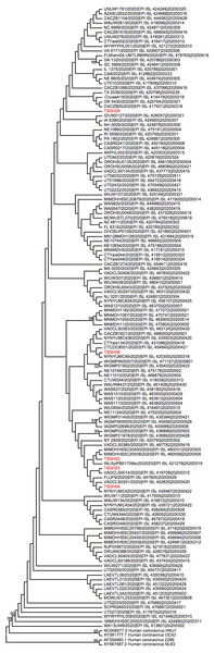 Phylogenetic analysis of the genomes of 129 strains of SARS-CoV-2 linking the five imported cases of the current study to previously reported genome sequences.
