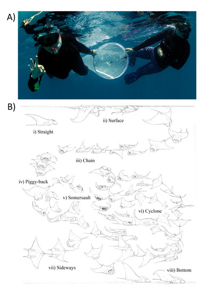 Zooplankton sampling and reef manta ray Mobula alfredi feeding strategies.