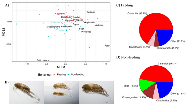 Zooplankton composition and reef manta ray Mobula alfredi behaviour.