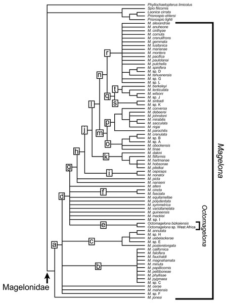Phylogenetic results. Strict consensus tree for 2,417,600 cladograms produced from data matrix in Table S1.