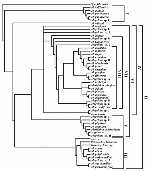 Phylogenetic results.